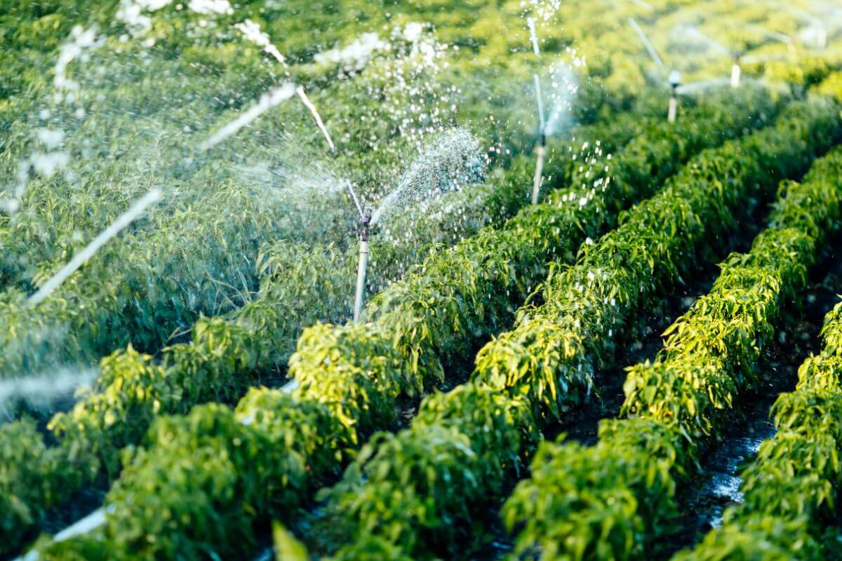 What is an Irrigation System?